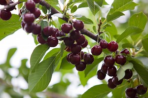 Michigan AG says landowners are liable for legacy farm pollution