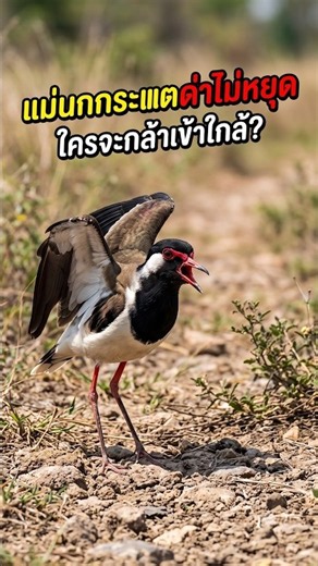 Red-wattled Lapwing mom won't stop yelling, who would dare get close? #RedWattledLapwing #Nature ...