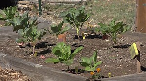 City of Austin to consider building 'agrihood' developments