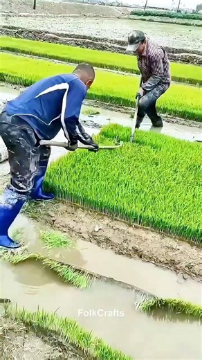 Harvesting Rice Seedlings: Teamwork Makes Push-and-Pull Work Easy and Efficient! 🌱