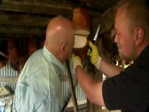 Bizarre Foods in Iceland – Shark Meat