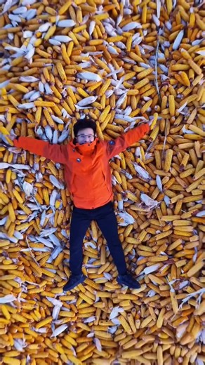 Chinese Farmers No Longer Harvest Corn by Hand! 🚜🌽 #facts #ytshorts #trending