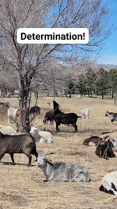 🤣🤣🤣Skills! . . . ----------------------------- #goat #goatingaround #Determination #coloradosprings | Colorado Fan Club