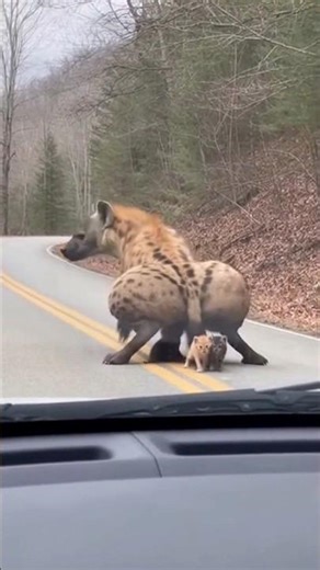 hyena giving birth #hyena