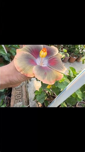 HEAVENLY HUES! 🌈🌺 The Most Beautiful Tropical Hibiscus Bloom