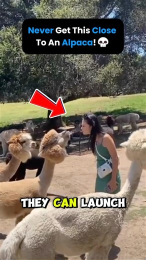 🦙 Why Alpacas Spit at You!?