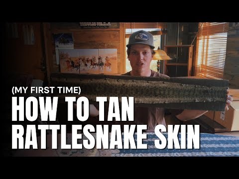 How to Preserve Snake Skin - From Start to Finish!