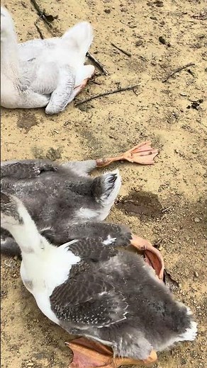 A Day in the Life of Farm Geese: Inside a Goose Farm in China 💥