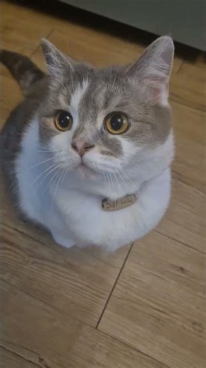 ​"아니..."라고 하기엔 너무 귀여운 고양이