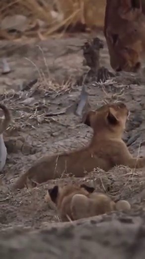 166K views · 7.2K reactions | Lion Cubs Explore the World for the First Time!  Watch the full video on Love Nature YouTube! #lion #lioncub #cub #wildlife #lovenature | Love Nature | Facebook