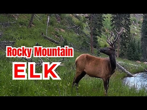 Rocky Mountain Elk | Trail Cam Footage in Colorado