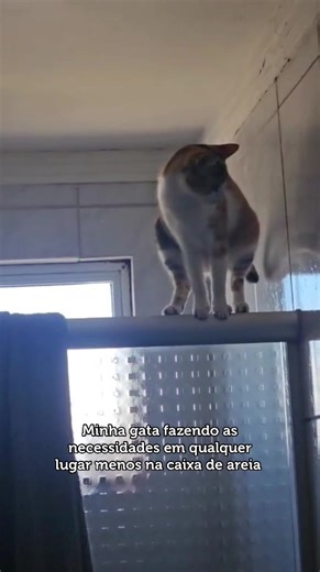 Gato Fazendo Necessidades Fora da Caixa de Areia