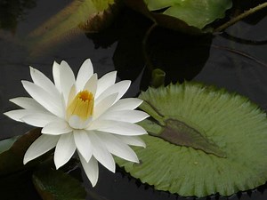 Nymphaea lotus - Alchetron, The Free Social Encyclopedia