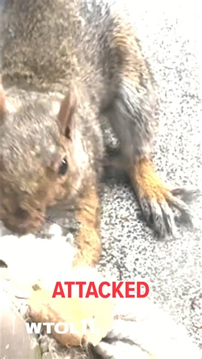 58K views · 1.3K reactions | An aggressive squirrel has jumped on more than five people in a San Francisco neighborhood. Despite the attacks, wildlife experts say the species do not have rabies. | WTOL 11 | Facebook