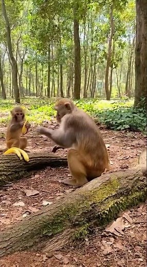 monkey plays GoPro must watch