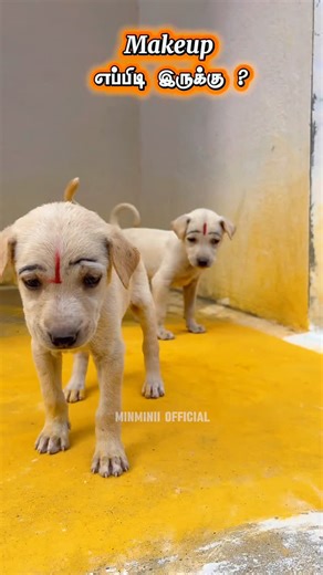 lakshmikavi*"|Erode vlogger|influencer on Instagram: "Makeup எப்பிடி இருக்கு? comment பண்ணுங்க #puppylove #doglovers #explorepage"