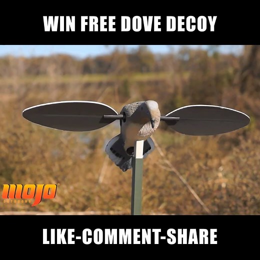 30K views · 609 reactions | Win a Voodoo Dove decoy (valued at $44.99) that brings doves in like a magnet! . UPDATE: Winner chosen at random is Jarred Perry! | Mojo TV | Facebook