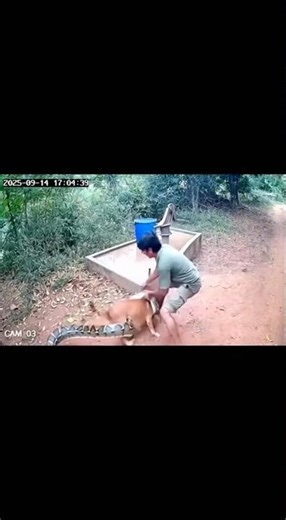 Man saves dog from python #shorts
