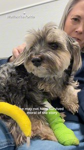 4.7K views · 127 reactions | Comment “PETCAM” and we will send a link...