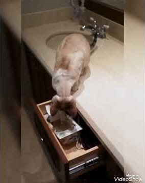 la inteligencia y travesuras de los siames😻😸🐾