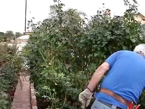 Quick California Rose Pruning Using a Hedge Trimmer