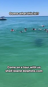 Can you guess what this group swam with this beautiful morning at shell island!? #florida #sealife #gulf #marinelife #beachlife #fypシ゚viralシ #fypシ #viralpost #PCB #30A #dolphins #sharks #manatee | Shell Island Dolphin Tours LLC