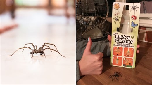 Brits urged to buy ‘life-saving’ Amazon spider catcher that's perfect for arachnophobes