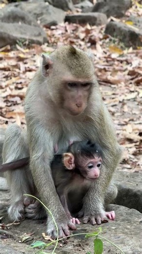 The sweetest bond between mother and baby monkey #heartwarming #nature #cute