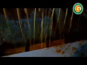 Corn Germ Oil Extraction Plant Project | Oil Production Line | Oil Expeller / Screw Oil Press