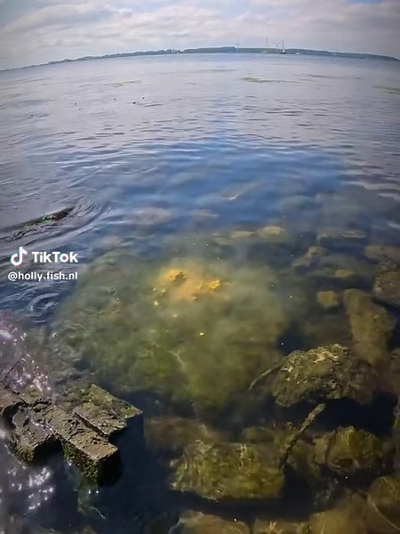 The Perfect Carp Bait Recipe with Haribo