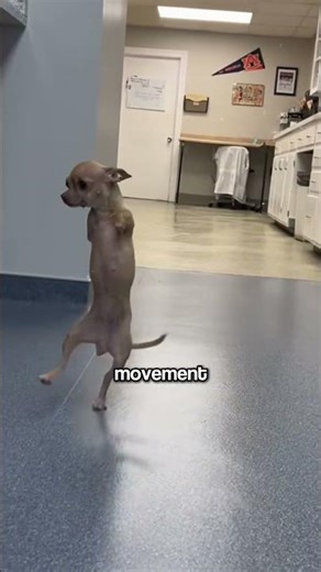 Resilient Animal Overcomes Obstacles With Pure Joy 🐾