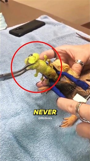 This Lizard Ate Something Endless 😳