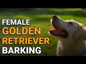 Female Golden Retriever Barking: Causes and Solutions