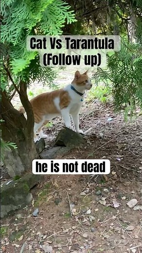 Cat Fights Tarantula And Loses (part 2) #animals