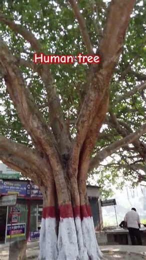 Human tree #music #lifeisbutadream #ihavethisthingwithplants