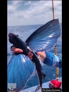El pez volador🐟🪽 El pez volador (Exocoetidae) es una maravilla de la naturaleza. Su cuerpo aerodinámico y sus aletas pectorales largas y en forma de alas le permiten deslizarse por el aire, alcanzando distancias de hasta 200 metros y alturas de hasta 6 metros sobre la superficie del agua. ¿Cómo lo logran?🧐 Estos peces nadan a gran velocidad, alrededor de 60 km/h, y usan la fuerza de su cola para impulsarse fuera del agua. Una vez en el aire, extienden sus aletas y planean como verdaderos "avi