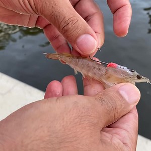 Mounting a Shrimp Walker to a shrimp. | Palm Beach Tackle