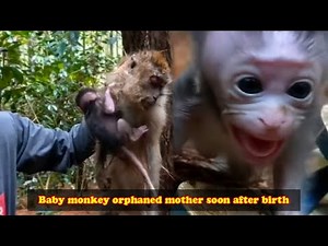 Heartbreaking! Mother monkey dies, baby monkey lies beside her in despair, They look so pitiful