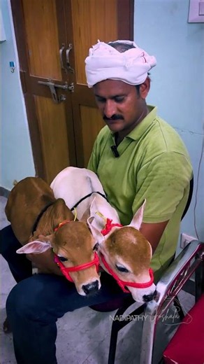 Cows You Can Raise Instead of Dogs #minicow #pets #shorts