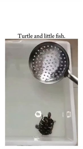 NOCODUSA on Instagram: "A tiny baby turtle goes into full “chase mode,” turning an ordinary moment into pure comedy as it persistently follows a small fish around a shallow plastic tub. Every clumsy lunge feels full of confidence, while the fish calmly dodges each attempt with effortless precision. The contrast between determination and smooth escape creates a loop of lighthearted humor that’s impossible not to smile at. Shared by a creator known for feel-good animal content meant to “make life