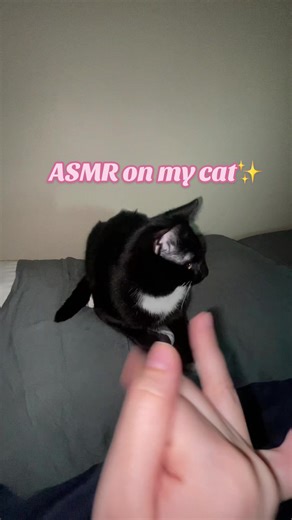 ASMR on my Busy bun😋 #asmr #lofiasmr #lofi #lowqualityasmr #asmrcat