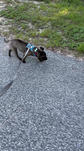 8.7K views · 298 reactions | If I put my Fitbit on Annabelle, how many steps do you think I’d get? 藍 | Lisa Gardner | Facebook