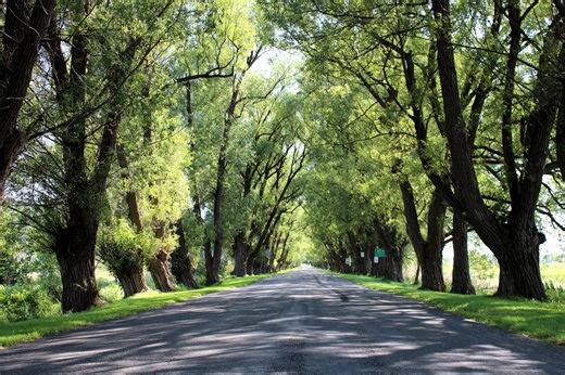 There’s another Tunnel of Trees in Northern Michigan