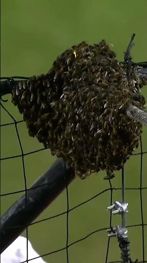 The ML🐝 movie (2007)