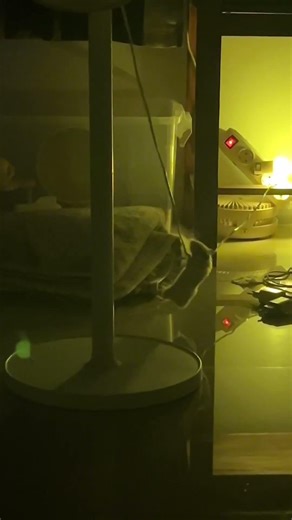 Hamster plays on fan wire in Solo, Central Java, Indonesia