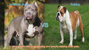 American Bully vs. Bulldog: A Comparison of Two Beloved Breeds