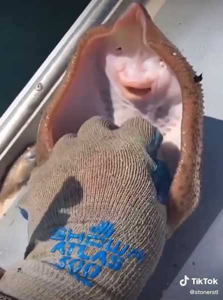 Tickling Fish 101: How to Tickle a Fish Like a Pro