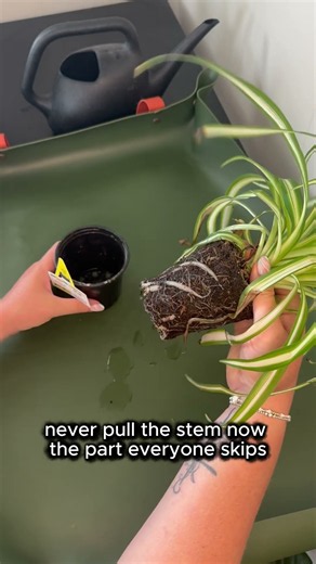 How to Repot Your Plants Without Killing Them 🪴