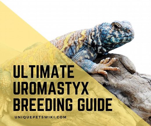 The #1 Ultimate Uromastyx Breeding Guide For Beginners