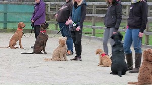 58K views · 177 reactions | We want to show you what the relationship is like between our trainers and the dogs we have in for training www.adolescentdogs.com | Adolescent Dogs - Award Winning Dog Training | Facebook